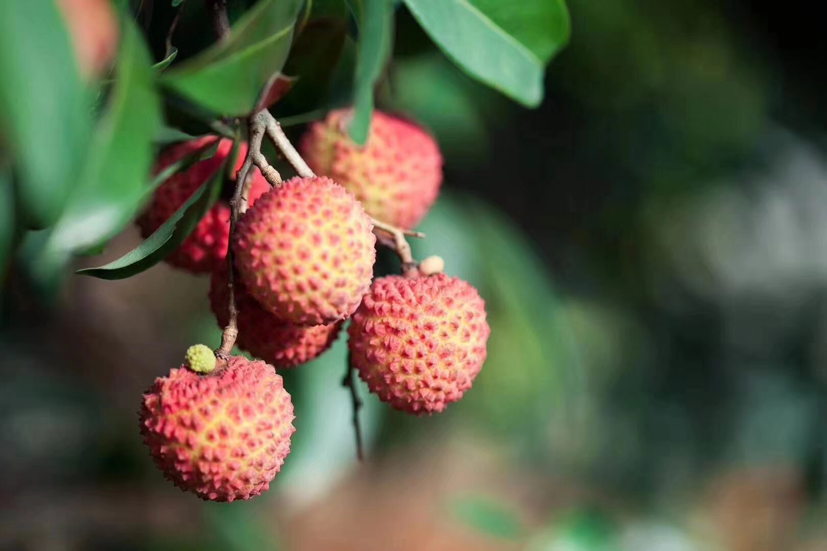 从化桂味荔枝上市啦,省内,省外包邮到家! 从化自游人