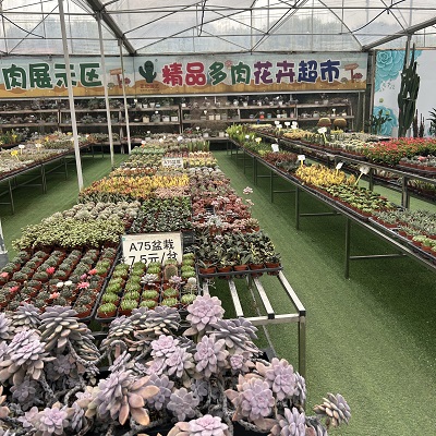 广州正欣园艺—预约